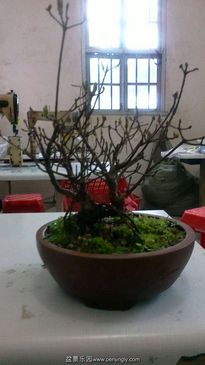 一个小杜鹃