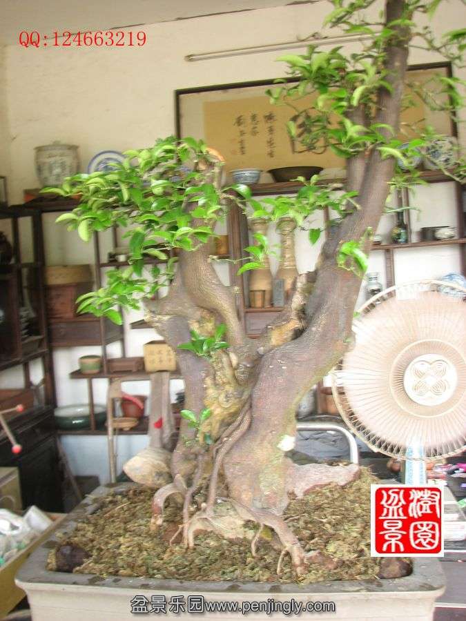 IMG_1472_.jpg