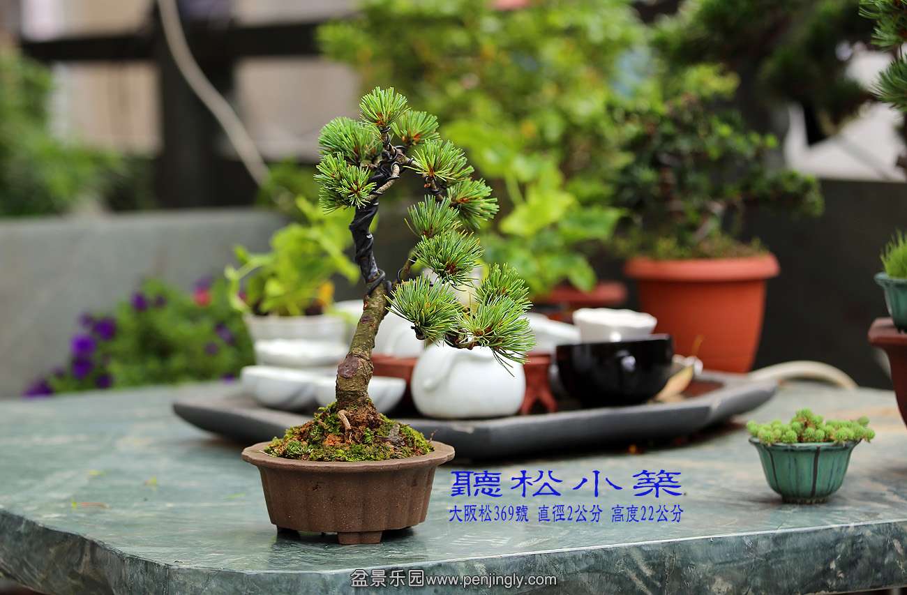 大阪松369.jpg