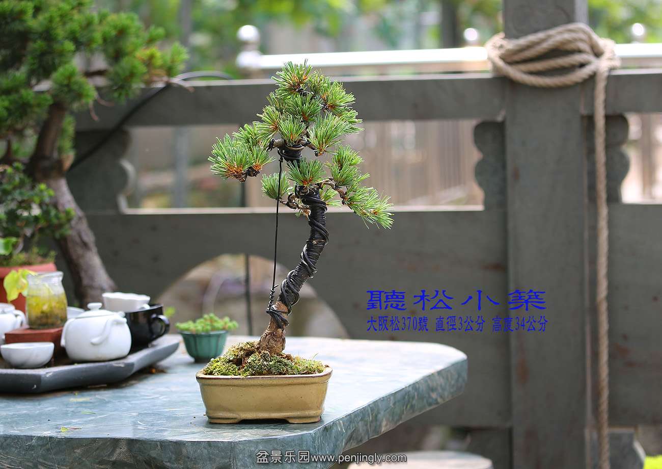 大阪松370.jpg
