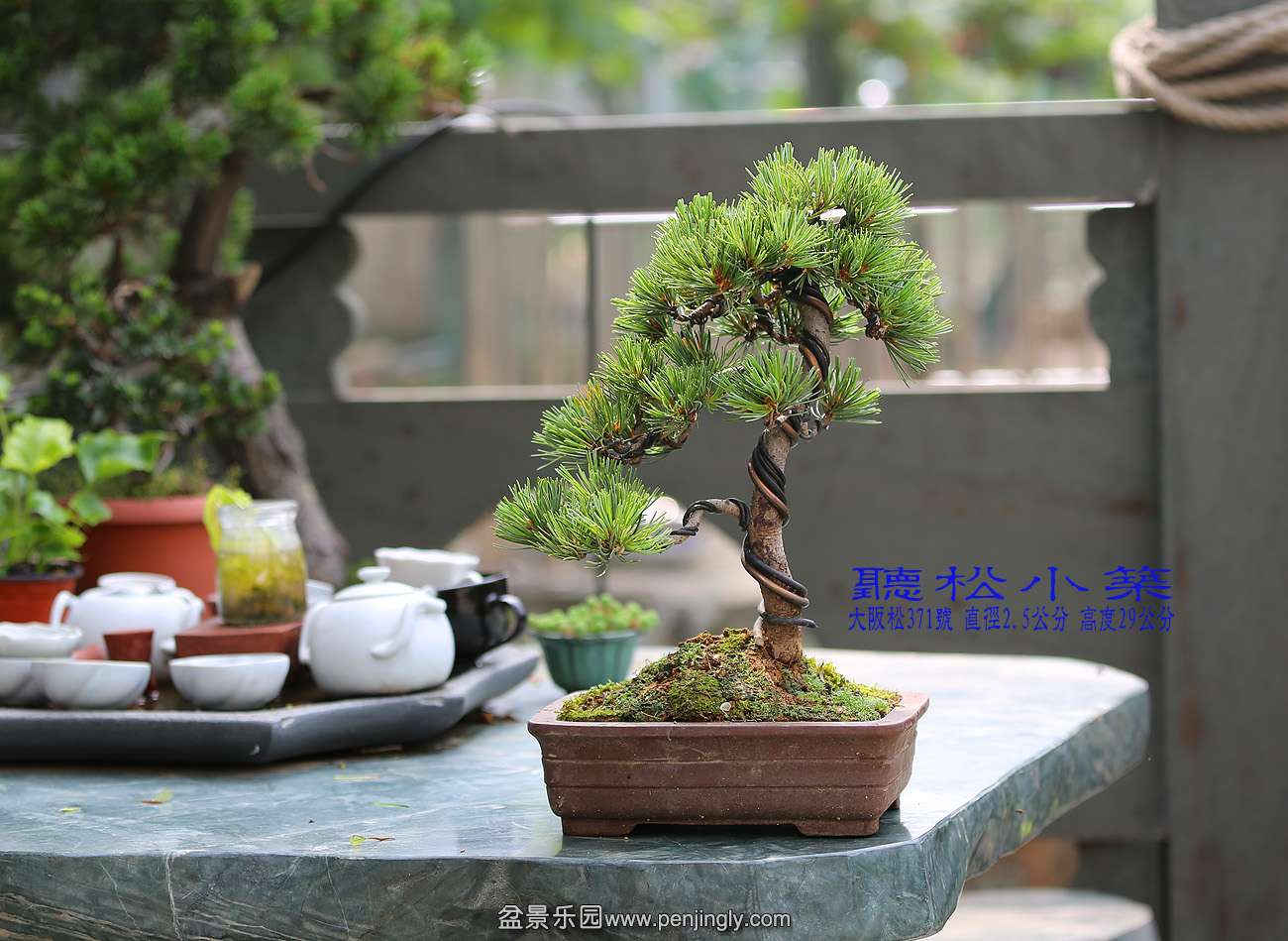 大阪松371.jpg