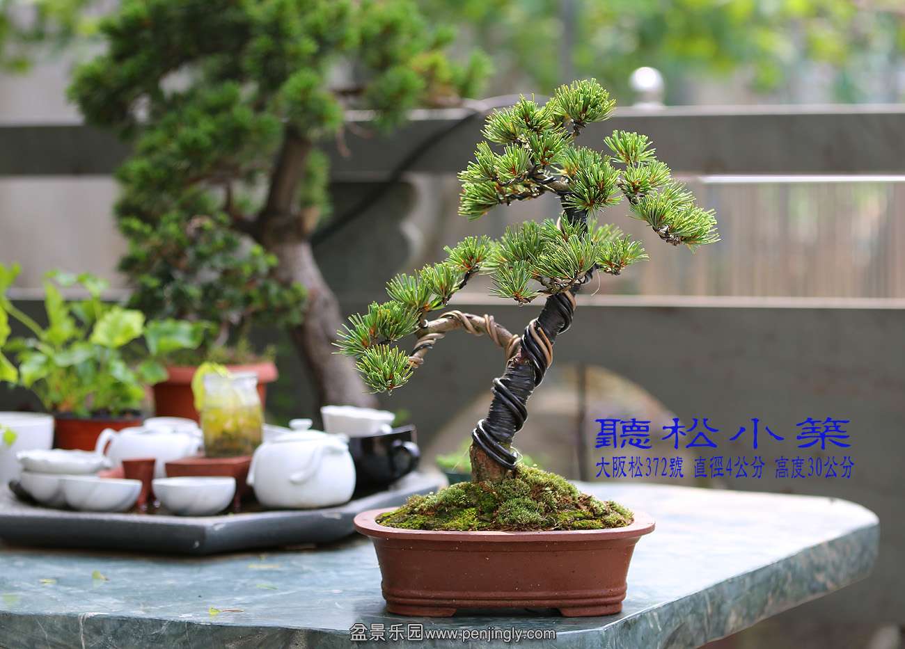 大阪松372.jpg