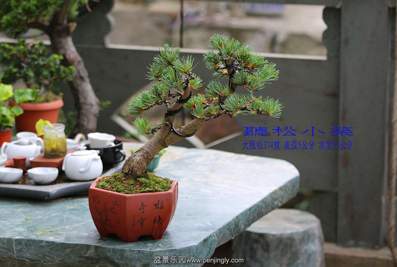大阪松374.jpg