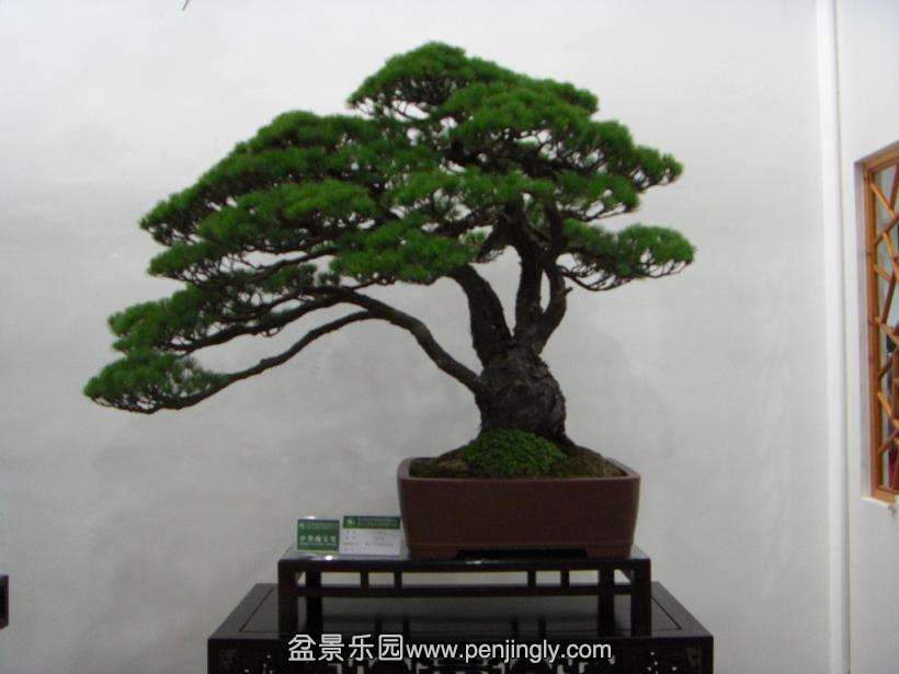 SDC13033.JPG