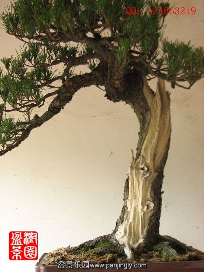 IMG_1482_.jpg