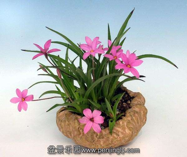 Rhodohypoxis01.jpg