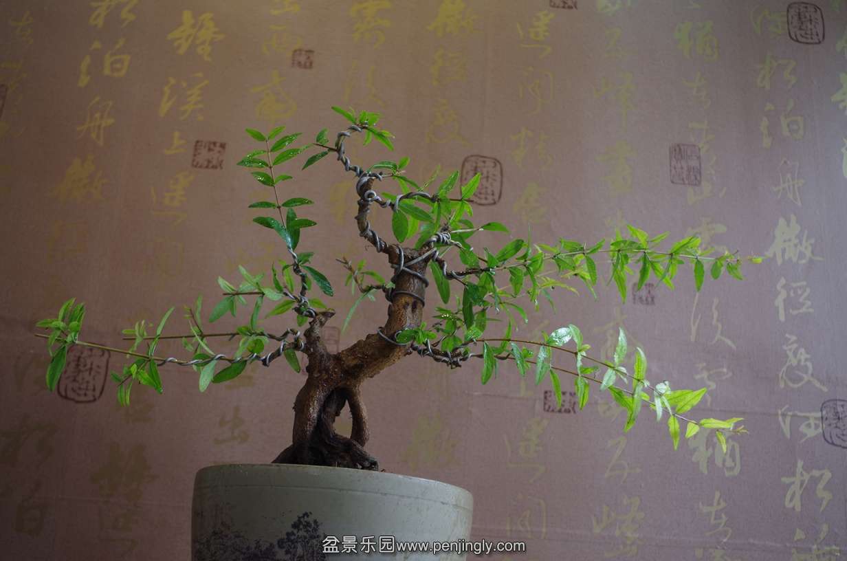 IMGP0219.jpg
