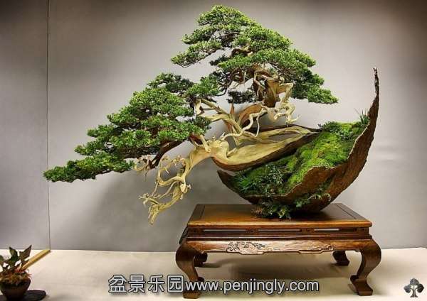 01-Juniper-bonsai-reyes.jpg