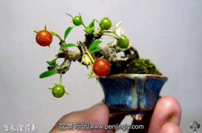 02-shohin-bonsai-fruit.jpg