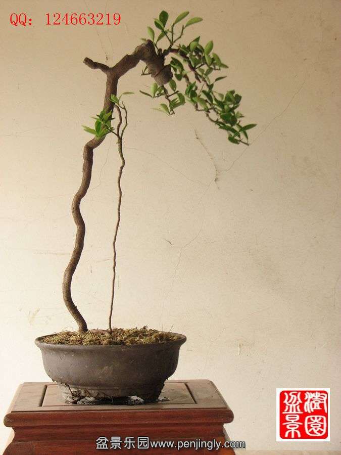 IMG_1578_副本.jpg