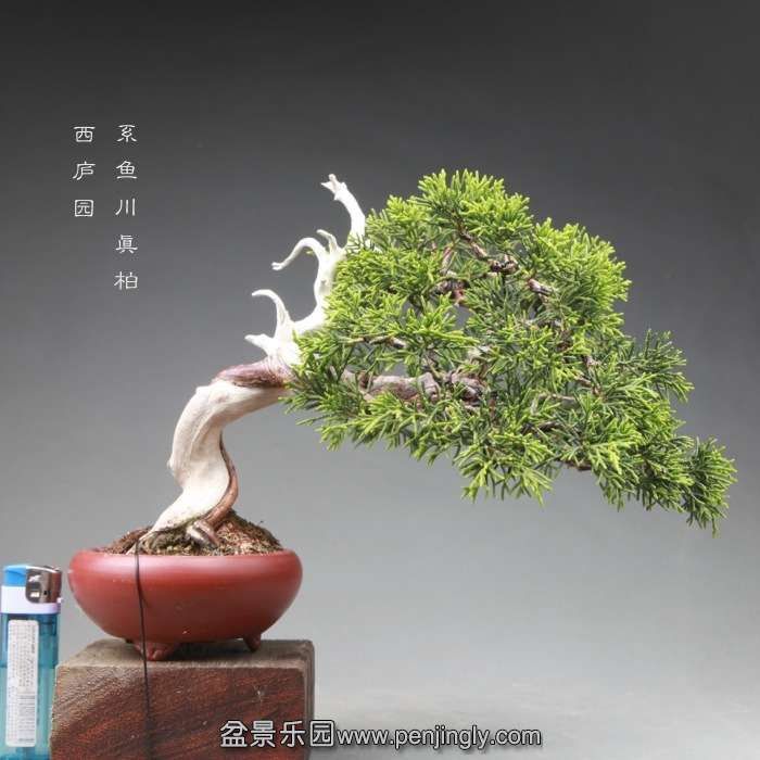 bonsai14060601.jpg