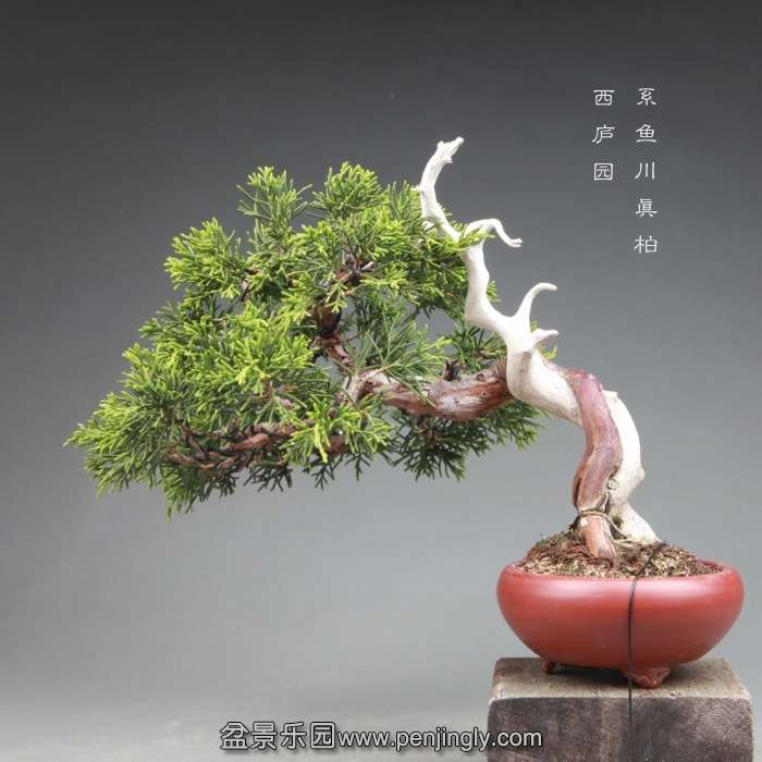 bonsai14060602.jpg