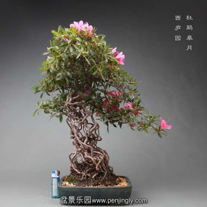 bonsai14060612.jpg