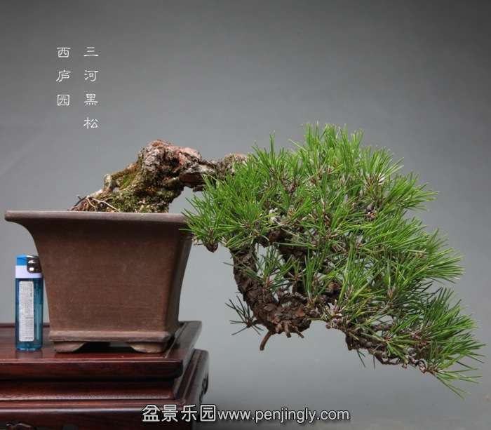 bonsai14060614.jpg