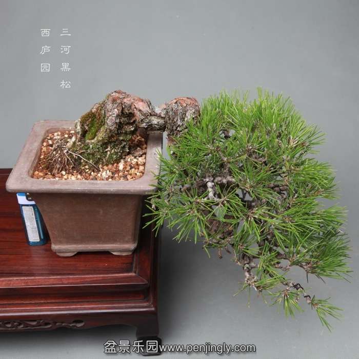 bonsai14060615.jpg