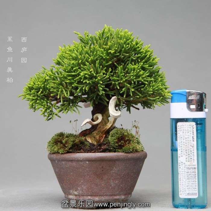 bonsai1406071.jpg