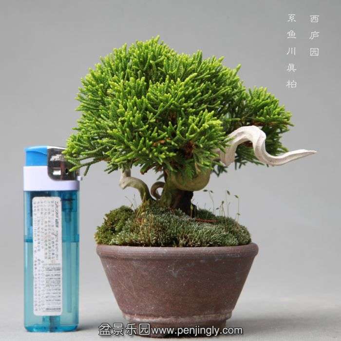 bonsai1406073.jpg