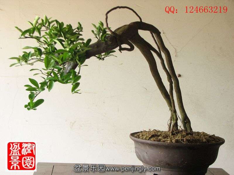 IMG_1597_副本.jpg