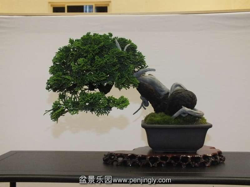 EUK Bonsai Ten 2013 043da.jpg