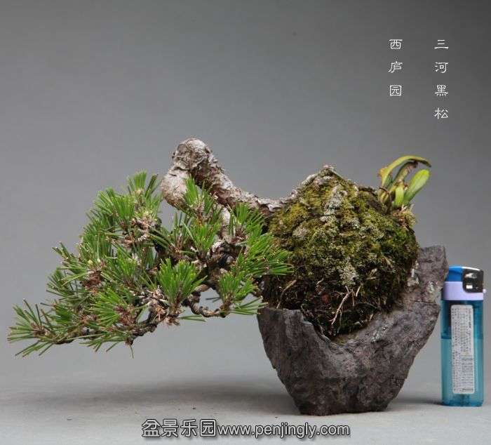 bonsai1406091.jpg