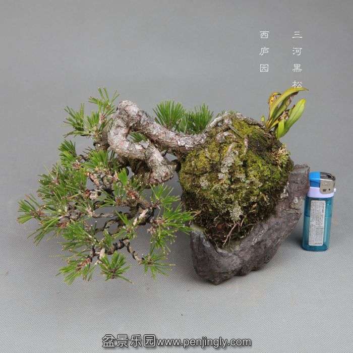 bonsai1406092.jpg