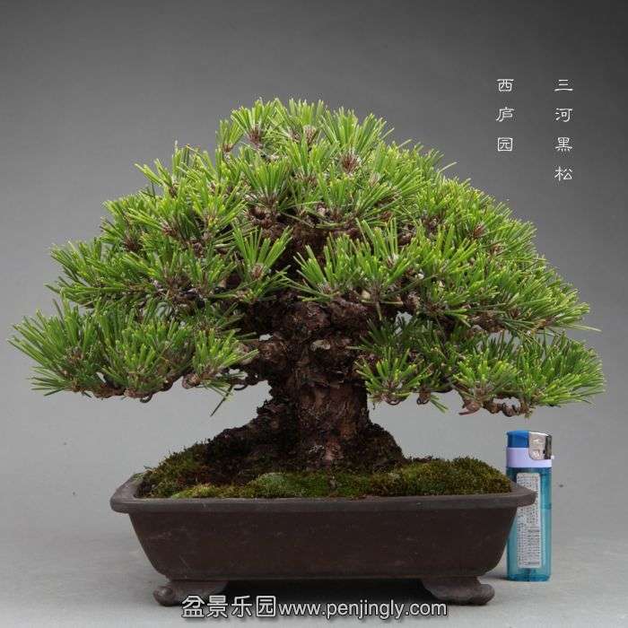 bonsai1406093.jpg