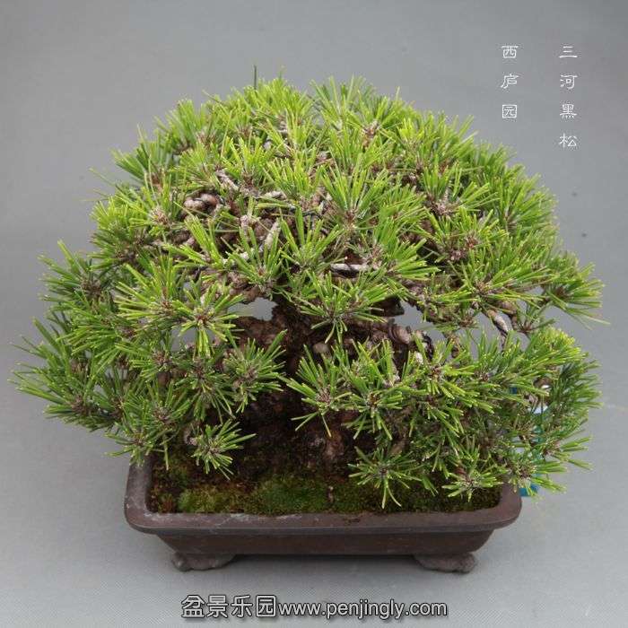 bonsai1406095.jpg