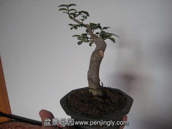 IMG_7277.JPG