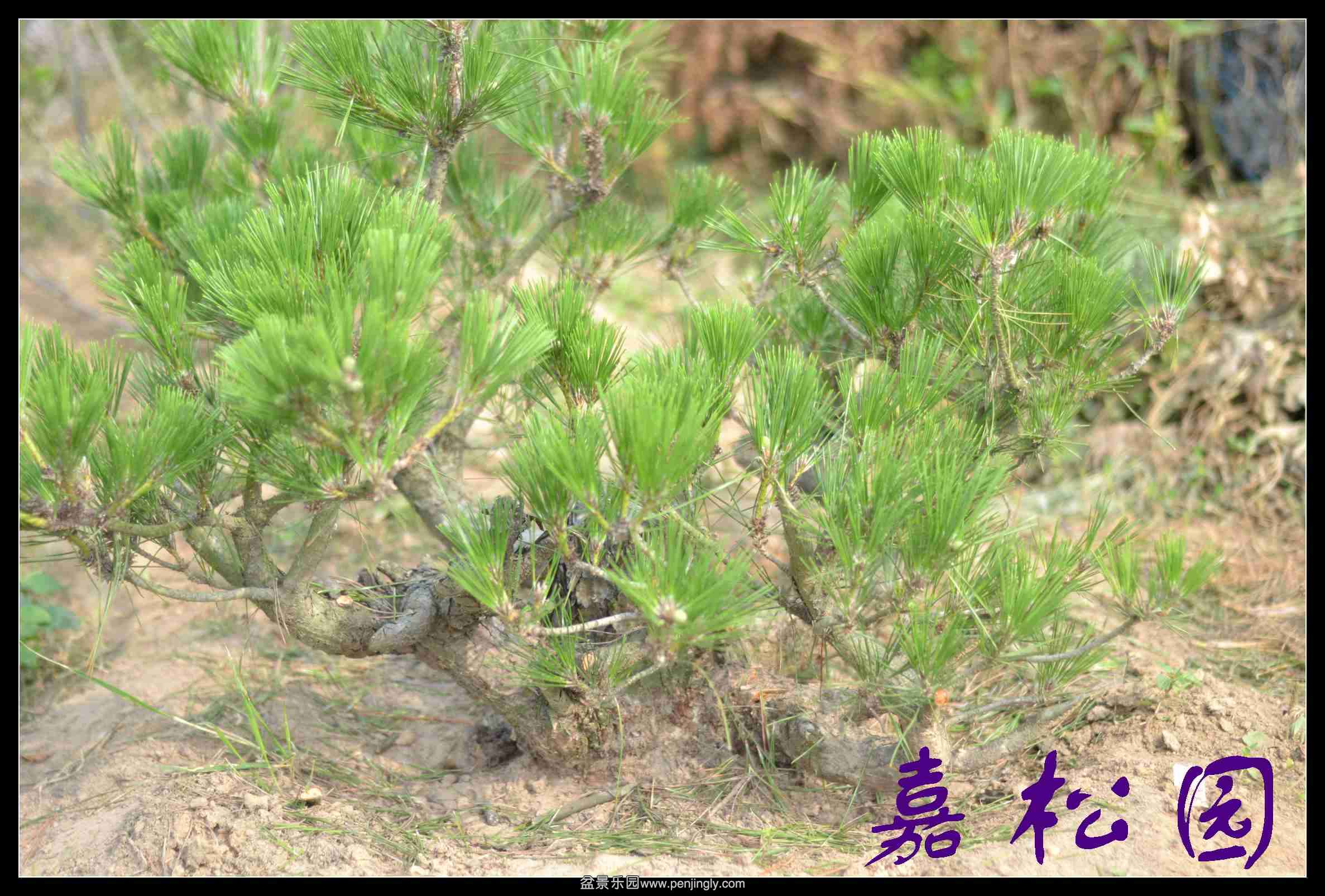 20140610 003.JPG