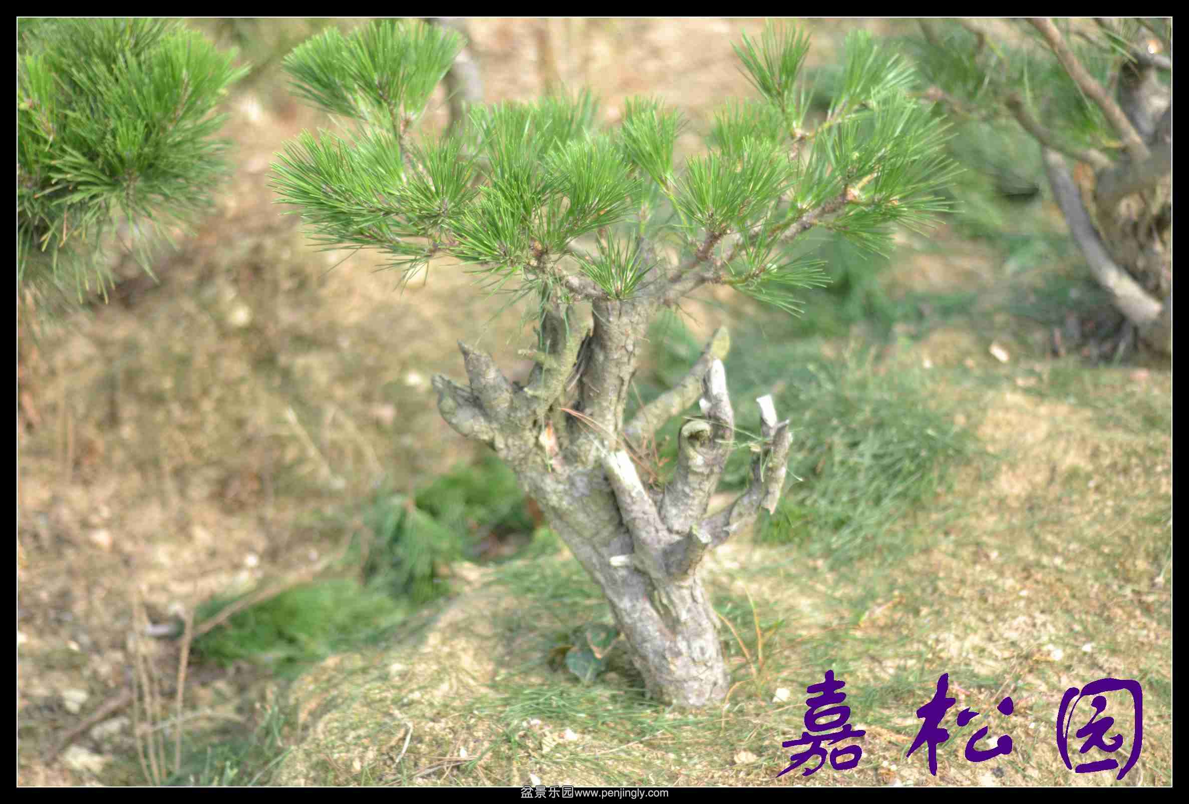 20140610 010.JPG