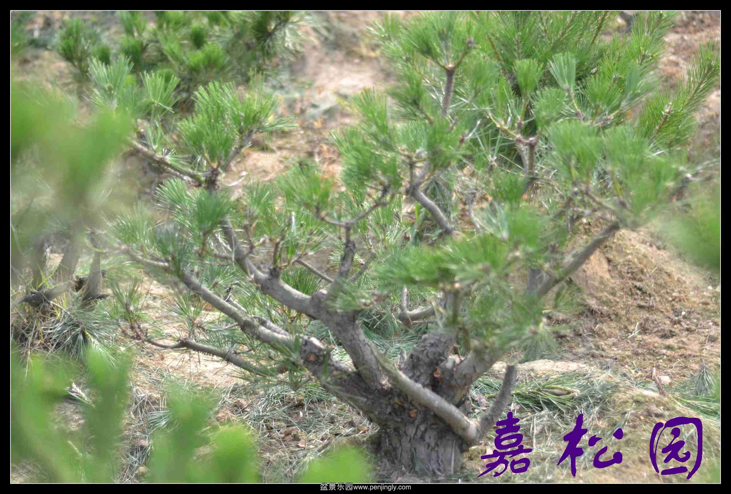 20140610 011.JPG