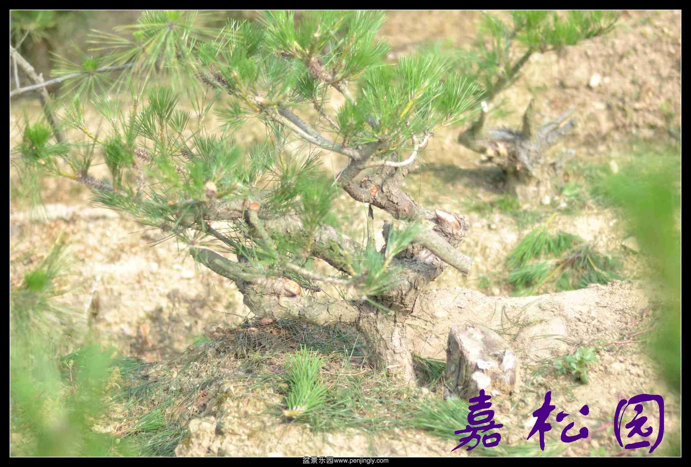 20140610 014.JPG