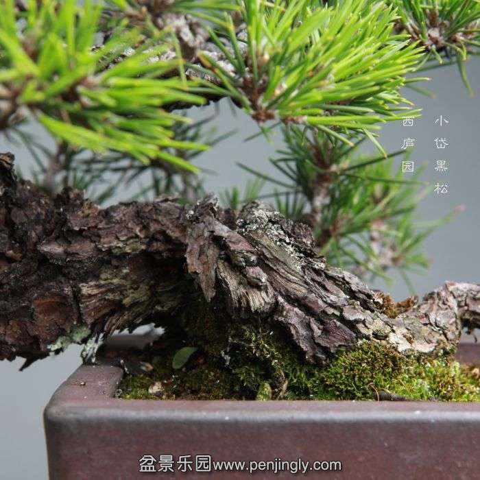 bonsai1406111.jpg