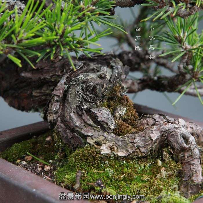 bonsai1406112.jpg