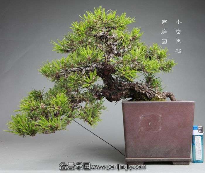 bonsai1406113.jpg