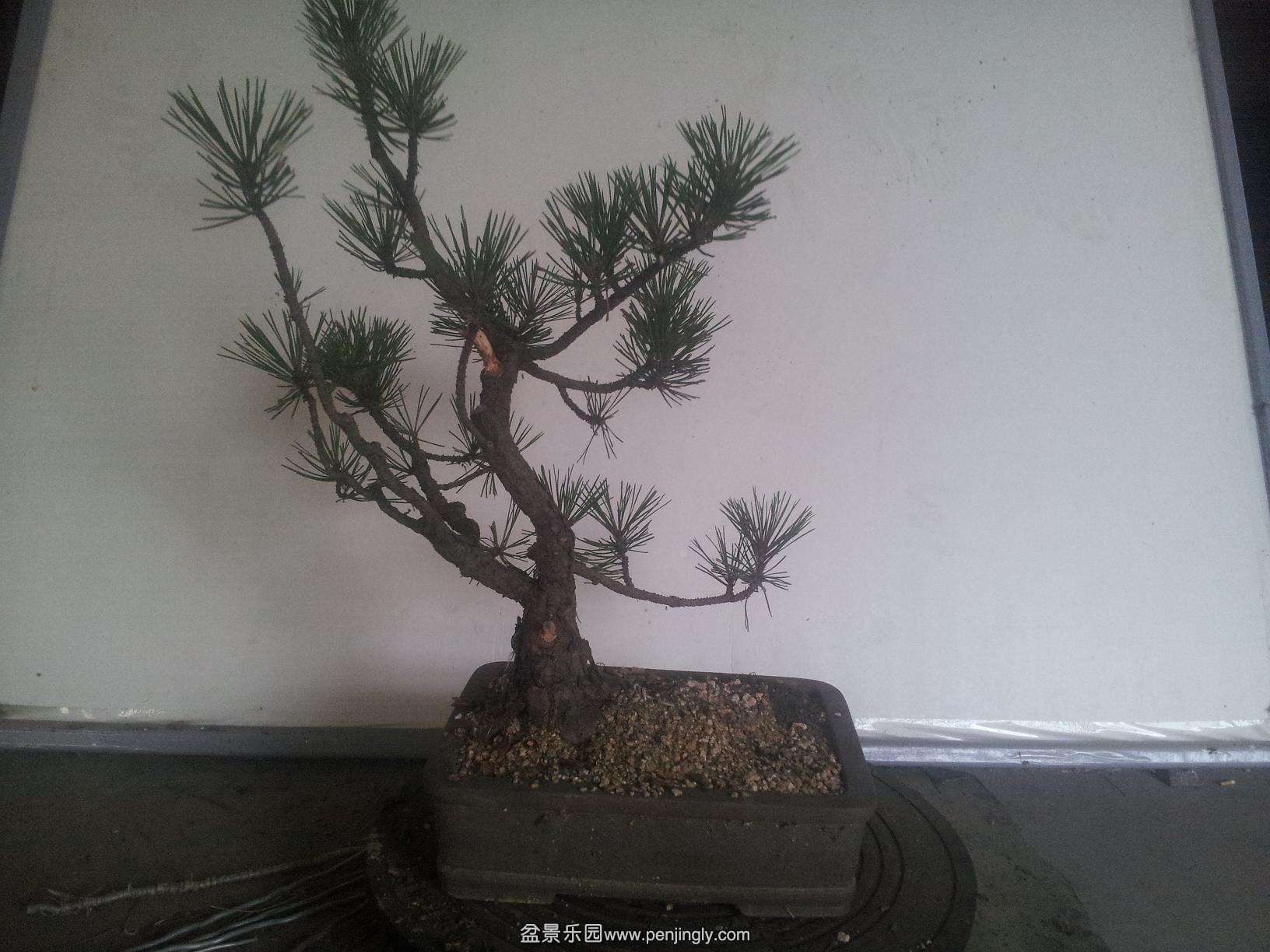 20140611_150047--b.JPG