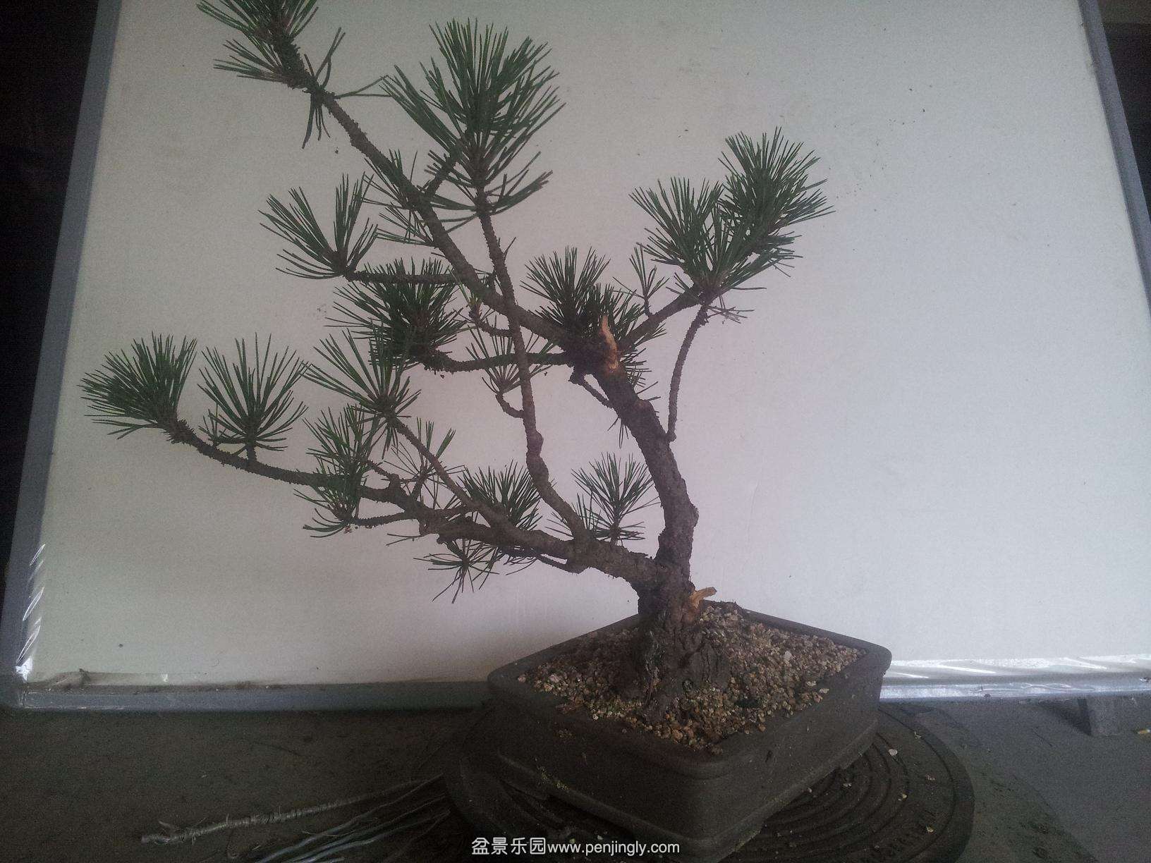 20140611_150126--c.JPG