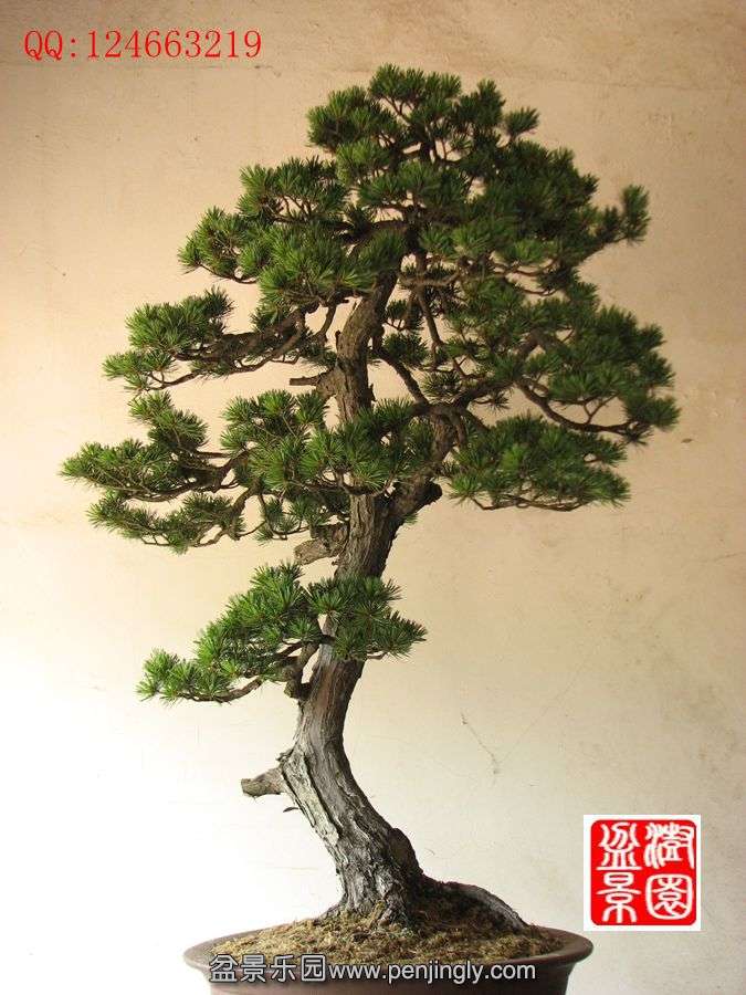 IMG_1651_.jpg