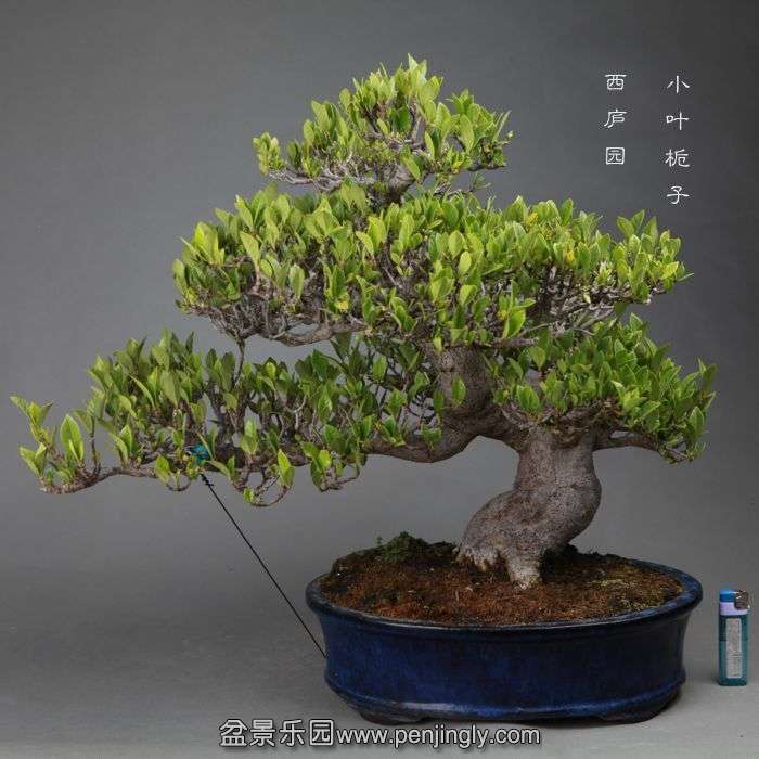 bonsai06.jpg