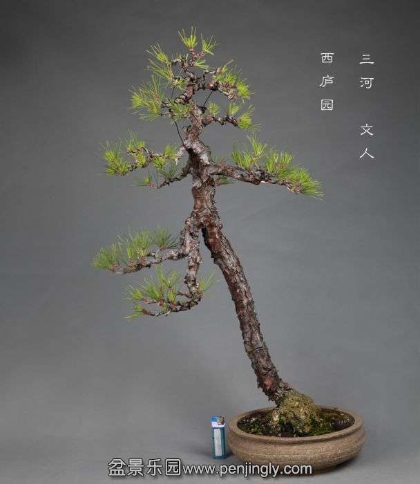 bonsai10.jpg