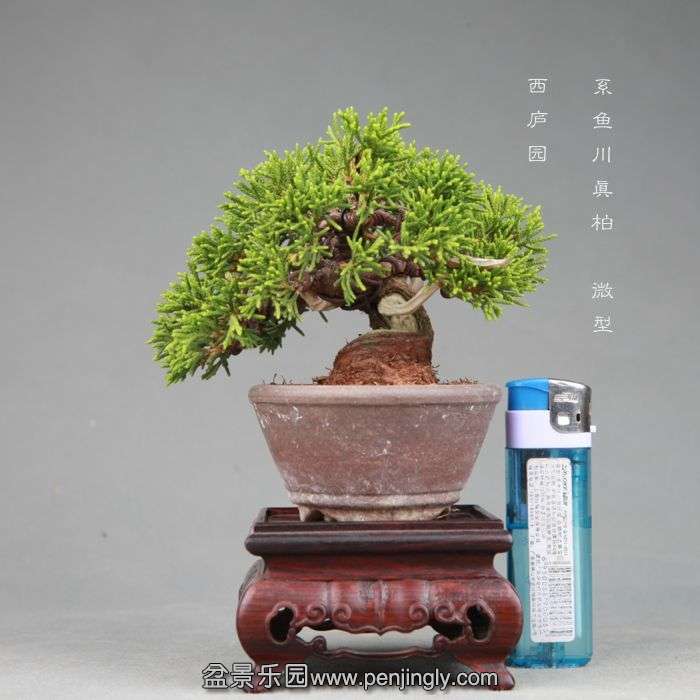 bonsai1406131.jpg