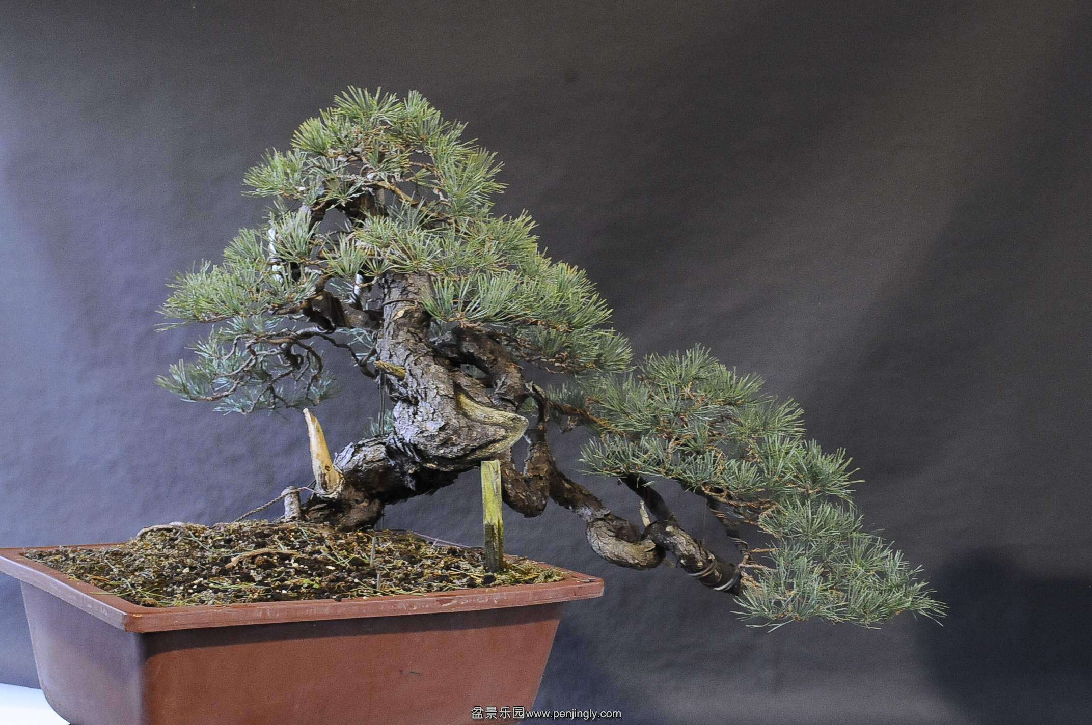 StudioBotanico2013_23_conew1.jpg