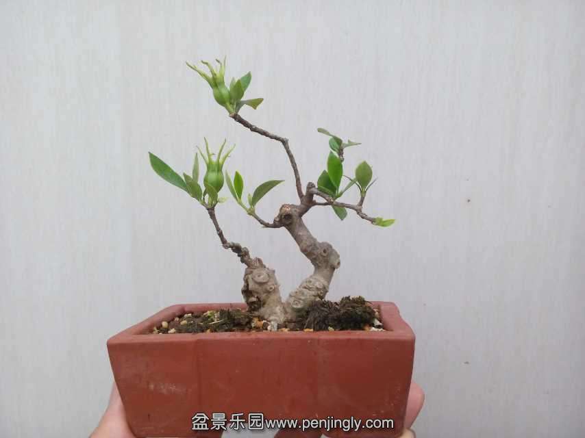mmexport1402825408414.jpg