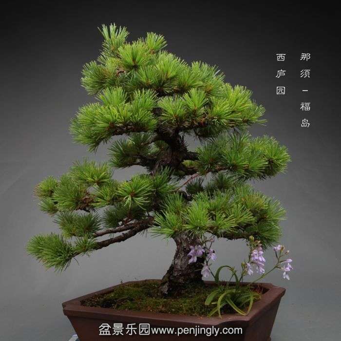 bonsai1406152.jpg