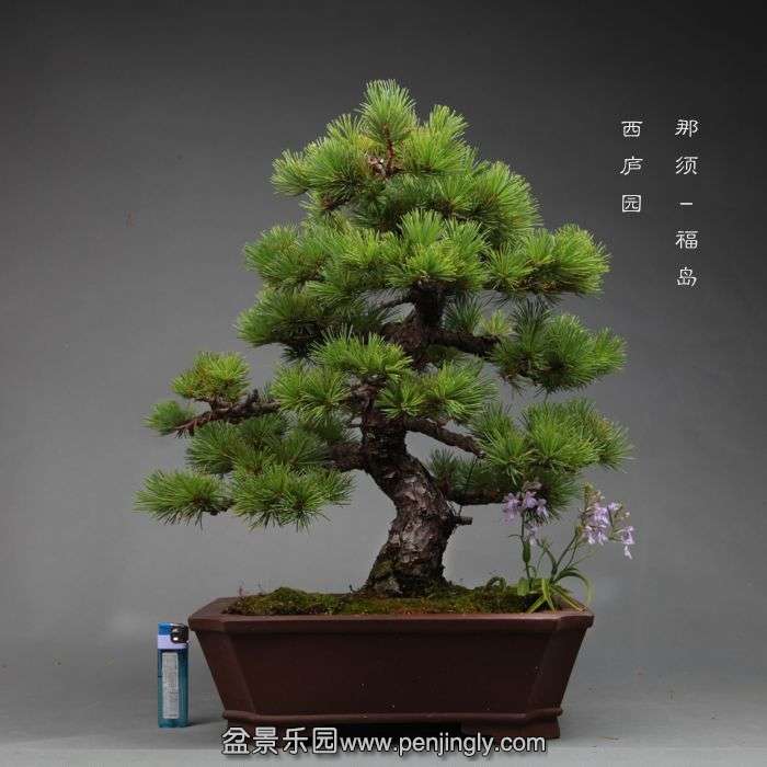 bonsai1406151.jpg