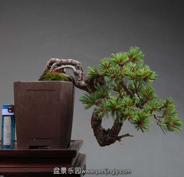 bonsai1406154.jpg