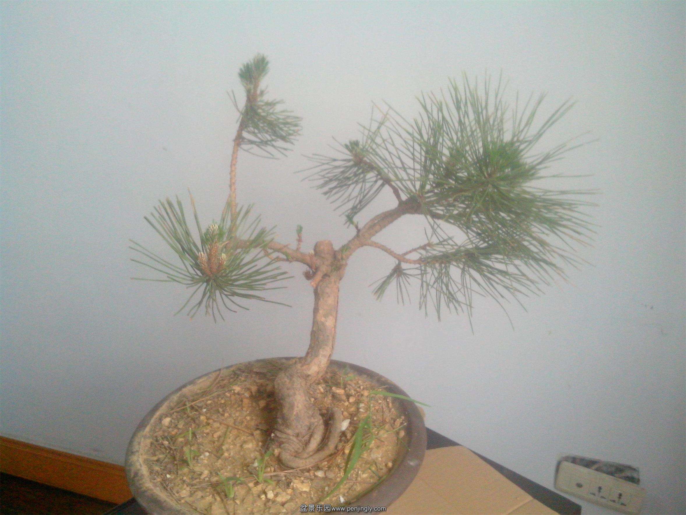 IMG20140616007.jpg