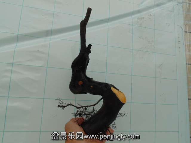 DSC04011.JPG