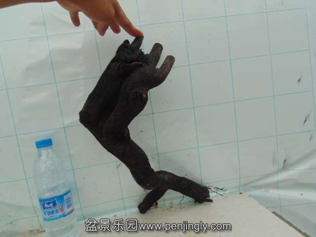 DSC04012.JPG