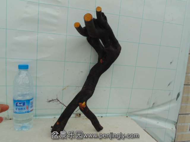 DSC04013.JPG